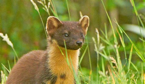 Pine Marten Weasel Facts Diet And Habitat Information