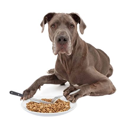 The great danoodle is a cross between a purebred great dane and poodle. 11 Best Large Breed Dog Food Picks in 2020 | Canine Weekly