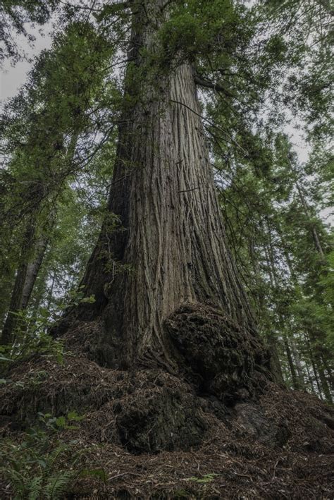 New Redwoods Reserve To Open To The Public News Palo