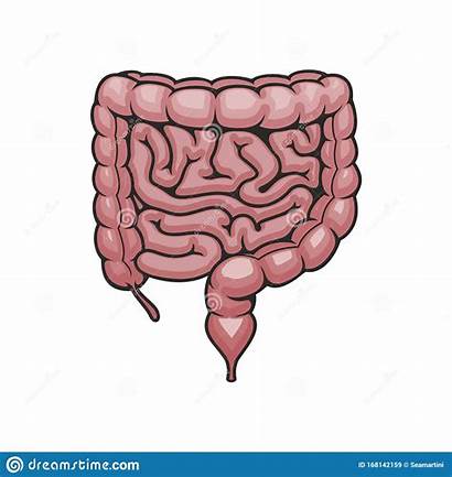 Intestines Digestive System Icon Human Pictogram Voor