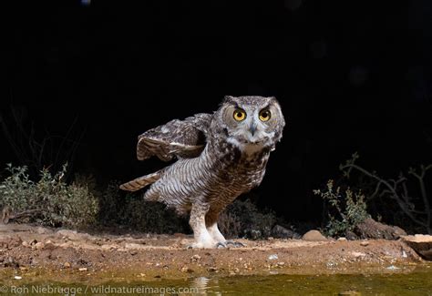 Great Horned Owl Tucson Arizona Photos By Ron Niebrugge