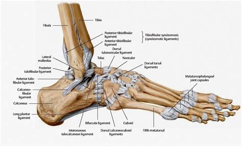 The back, feet and legs are commonly affected by a strain. The ligament configuration of the foot: lateral view ...