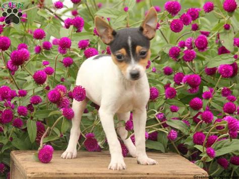Toy Fox Terrier Puppies For Sale Greenfield Puppies