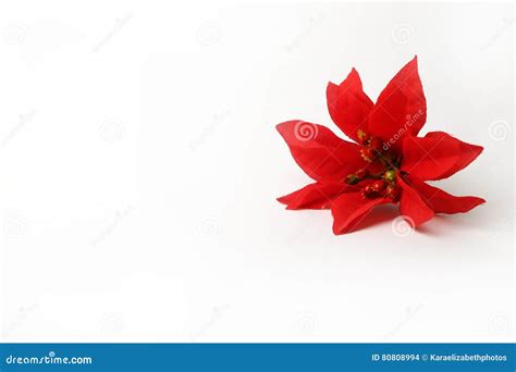 Beautiful Red Poinsettia Flower On A White Background Stock Photo