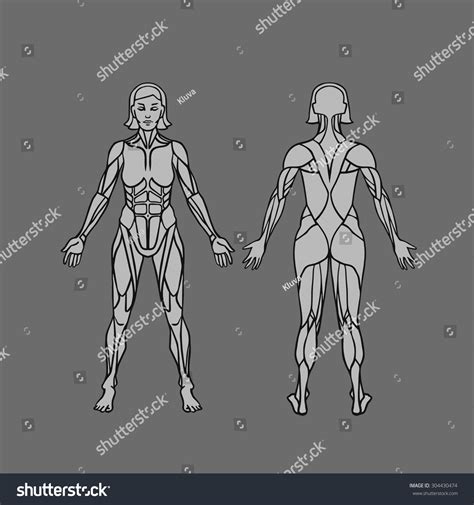 Anatomy Female Muscular System Exercise Muscle Stock Vector Royalty