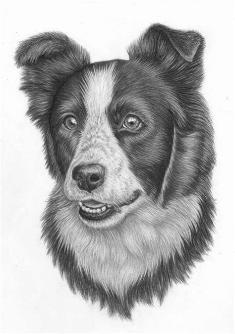 Pin By Elżbieta Lemiech On Psy Rysunek Ołówkiem Dog Sketch Dog