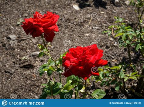 Red Rose Plant In A Park Stock Photo Image Of Blooming 185828526