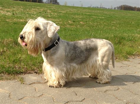 cesky terrier dog breed information facts  pictures dog lover india