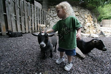 Pets, farm animals, insects, zoo animals. Petting zoo - Wikiwand