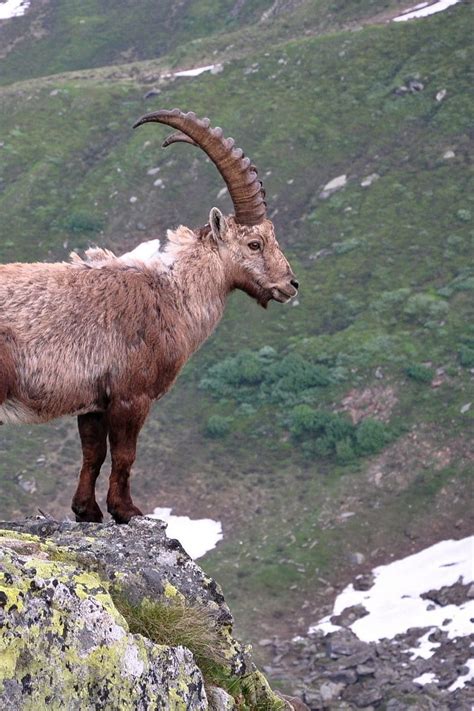 Mountain Goat Rock Horns Iphone 4s 4 Hd Phone Wallpaper Pxfuel