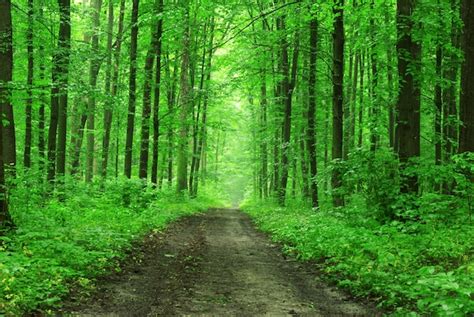 Camino En Medio De Un Bosque Con árboles Grandes Y Verdes Foto Gratis