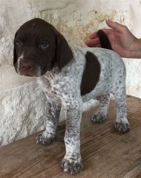 Looking for a german shorthaired pointer puppy or dog in california? German Shorthaired Pointer Puppies For Sale | Bakersfield, CA #161065