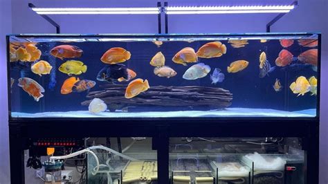 Most Beautiful Oscar Fish Aquarium Best Colorful Oscar Cichlids Tank