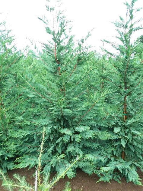 Leyland cypress tree trim turns into complete removal. Leyland Cypress Trees For Privacy! * Fast Growing !! * for ...