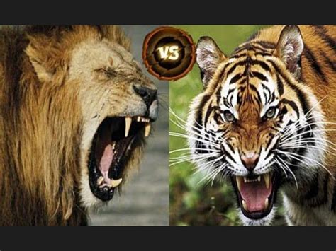Selvalandia Duelo Animal Leon Vs Tigre Resultado
