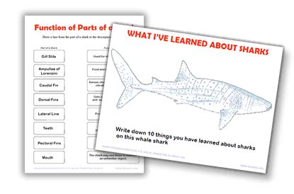 Handouts for teachers - Shark Research Institute | Shark facts, Teachers, Handouts