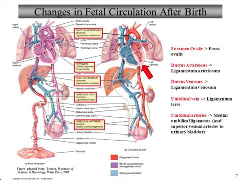 Fetal Circulation Anatomy Anatomy Reading Source