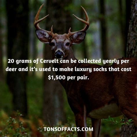 20 Grams Of Cervelt Can Be Collected Yearly Per Deer And Its Used To