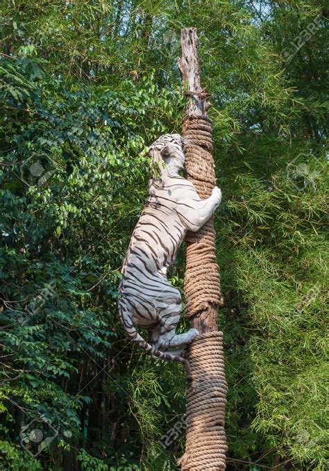 Tiger Climb On Tree Tree Tiger Climbing Show Posters White Tiger