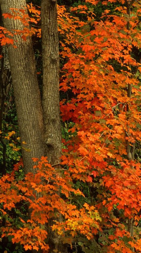 Kentucky Native Plant And Wildlife Plant Of The Week Sugar Maple