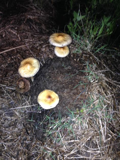 2016 Official Texas Mushroom Hunting Thread Mushroom Hunting And