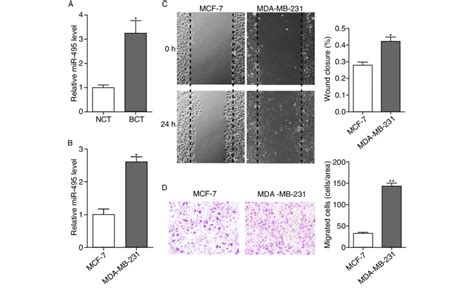 the expression of mir 495 was increased in breast cancer tissues and download scientific