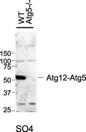 Anti Atg5 Cosmo Bio Co Ltd
