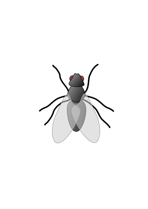 Free Cartoon Fly Pictures Download Free Cartoon Fly Pictures Png