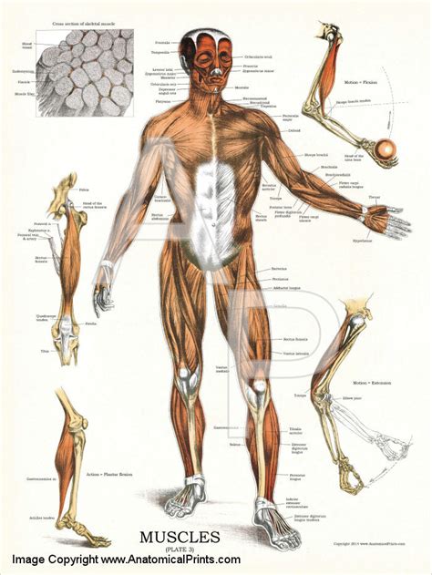 Human Muscle System Poster Clinical Charts And Supplies