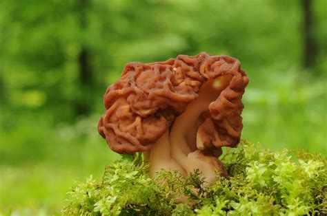 How To Identify Edible And Poisonous Wild Mushrooms 2022