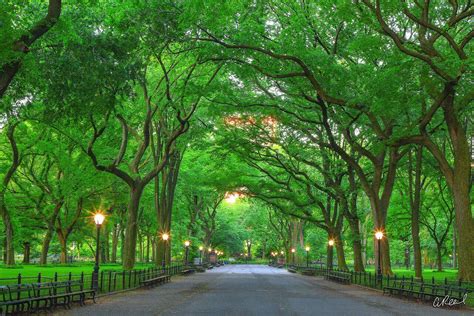 Central Park Tree Tunnel Photo For Sale Aaron Reed