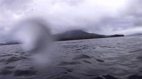 Snorkeling With A Humpback Whale In Ketchikan Alaska Youtube