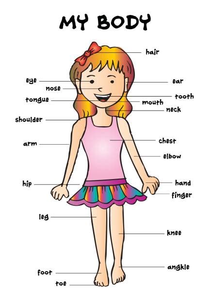 Best Cartoon Of A Girls Body Parts Name Illustrations Royalty Free