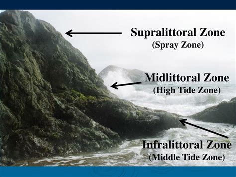 Ppt Intertidal Zone Powerpoint Presentation Free Download Id4284716