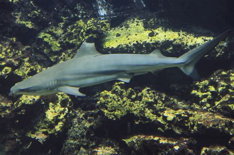 Carcharhinidae Requiem Sharks Wildlife Journal Junior
