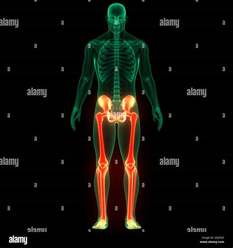 Human Skeleton System Bone Joints Anatomy Stock Photo Alamy