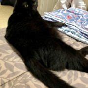 See more ideas about black cat, cats, crazy cats. Texas CARES - Cat Adoption and RescueTexas CARES | Cat ...