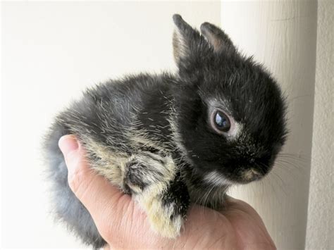 And although the netherland dwarf sometimes has a bit of a reputation for being a little shy and even grumpy, that simply isn't the case. Netherland Dwarf Rabbit: Everything You Need To Know