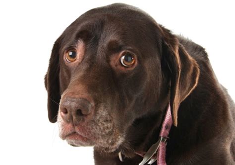 Can canine influenza viruses infect people? Dog Flu Prevention & Symptoms | Canine Influenza TexVetPets