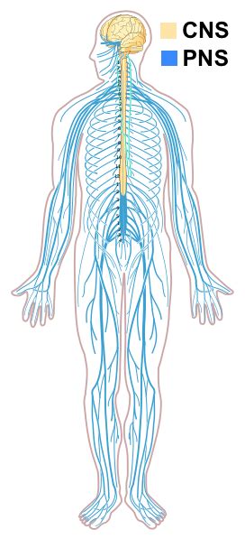 The diagram summarises how information flows from receptors to effectors in the nervous system. Blank Nervous System Diagram - The Nervous System : Essentially, nerve cells, also known as a ...
