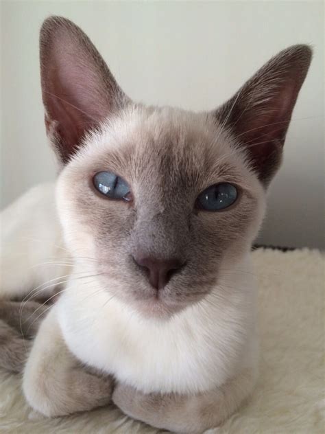 A Siamese Cat With Blue Eyes Laying Down On A White Blanket Looking At