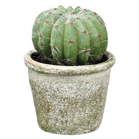 It is found in the dry areas of the mojave, chihuahua, and the sonoran deserts. 4.25-in Barrel Cactus in Pot | Cactus arrangement, Barrel ...