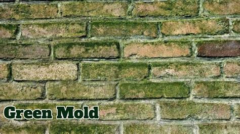 Is Green Mold Dangerous And What Is Green Mold In General