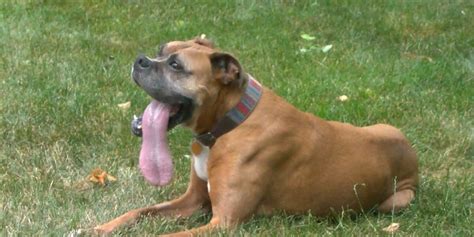 Dog Named Rocky Breaks World Record For Longest Tongue