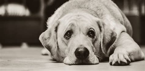 What Can You Do To Help Dogs When They Get Depressed Pete The Vet