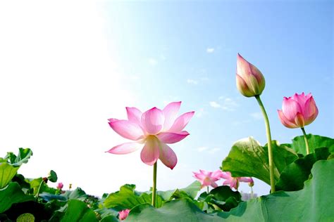 Lotus National Flower Of Vietnam The Vietnam Tourism