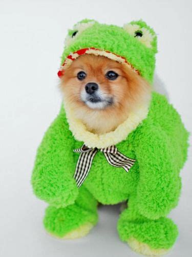 53 Of The Cutest Halloween Costumes For Dogs Small Dog Costumes Frog