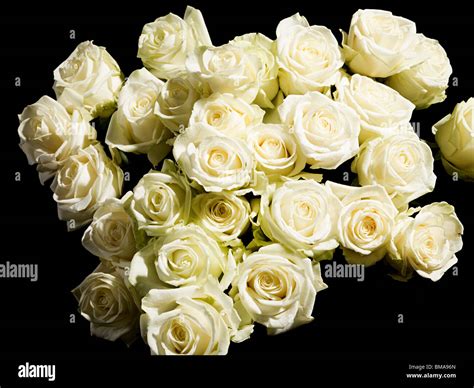 Bunch White Roses Cutout Hi Res Stock Photography And Images Alamy