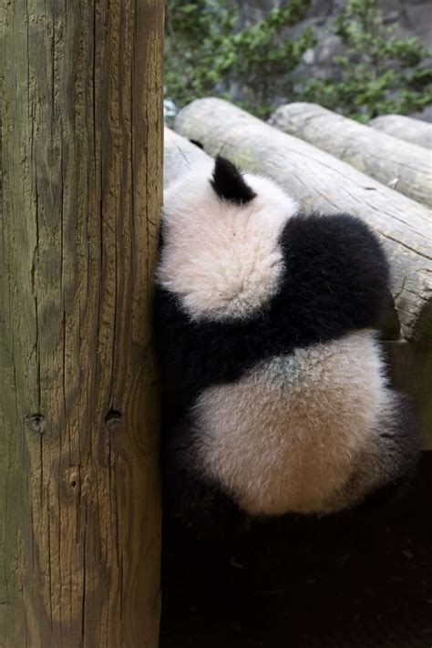 Panda Updates Wednesday May 24 Zoo Atlanta