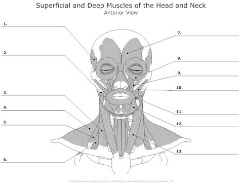 Head Muscle Anatomy Worksheet
